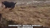 男子被田里老鼠咬伤，集合村里狗子进行“大围剿”镜头记录全过程