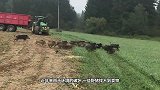 野猪闯入居民后院找吃的，不料碰到电网上，镜头拍下搞笑画面