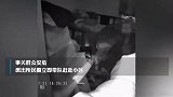 杭州7旬独居老人昏迷，幸好狗狗一直大叫，邻居察觉后报了警