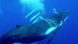 鲸鱼被渔网缠住，主动靠近渔民求组