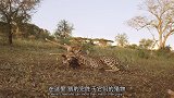 大猫终极猎食者：猎豹捕捉猎物的速度真是快
