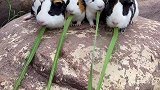 来来来看看谁吃的快
