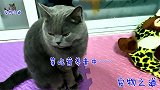 主人给猫咪们喂营养膏，还用上了强制手段，公猫：这也太粗鲁了