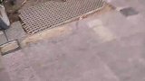 男子散步途中路遇虎犬，武松当年就打的它吧