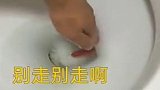 刷鱼缸不小心把金鱼倒马桶里了，怎么办在线等，挺急的
