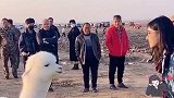 口水怪上线，小姐姐太嘚瑟了，羊驼给你点颜色看看