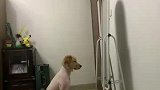 狗子剃完毛回家，对着镜子照了半个小时