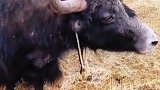 罕见的三角牛