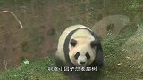 熊猫宝宝打妈妈，结果被熊猫妈妈摁着一顿暴打，场面让人笑翻了