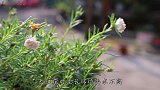 一种微型“牡丹”，开花300多天，一盆繁殖上百盆