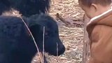 小孩子找小牛犊玩，结果被顶倒在地