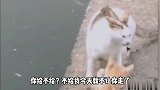 这狗子还是个演技派阿，都会玩栽赃陷害了