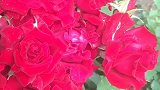 惊艳！开到荼靡花事了，烟尘过，知多少？