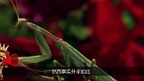 为什么母螳螂要“吃夫”不是为了下一代原来我们被骗这么多年