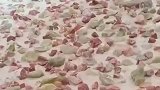 工人在地上铺石头，浇筑水泥浆进行打磨