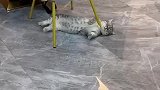 猫猫卡脖式睡凳子腿，不知道的以为猫猫已经噶了