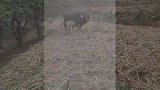 搞笑视频：黄黄的草地有两头牛，小牛叫大牛妈妈