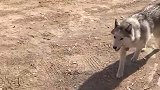 二哈：我就过下路，你咬我干啥！