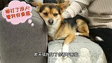 狗狗被主人打哭了，竟然躲到“陌生人”怀里求安慰，这狗成精了！