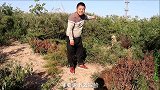金毛守在假曹操墓的盗洞旁，不回家非要下去寻宝，可把小虎气坏了
