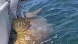 磅巨型石斑鱼，佛罗里达出海捕获