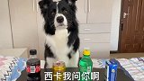 当边牧遇上听力考试, 我能得个一百分吧