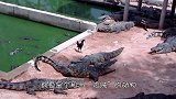 狮王家族正在分食羚羊，鳄鱼想“顺手牵羊”，结局却笑翻了！