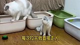 你见过这么有责任感的猫咪吗这个家没七七是真的不行