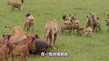 鬣狗饿疯了吧，狮子们的食物都敢抢！它们能成功吗