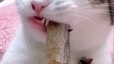 猫咪吃播这声音……俺馋了