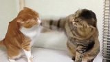橘猫：打你咋的狸花猫：老猫不发威，当我是假猫啊！