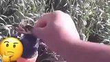 水龙头的弟弟，水蛇头