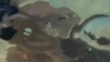 这家伙哪里长得像犀牛了？莫非是皮糙肉厚所以这么叫了？