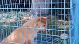 为防止打扰学生，流浪校犬在高考期间被“关禁闭”你的高考我来应援 护航高考2021