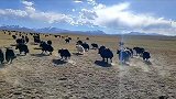 高原野牦牛闯进牧场，好心牧民及时隔离放回大自然