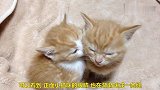 妹妹靠着哥哥睡觉的小奶猫，哥哥太有担当了