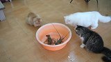 猫咪们第一次见龙虾，胆小的只敢看看，胆大的直接上嘴