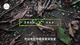 蚂蚁军团的智商有多高?老外为蚂蚁设计迷宫,看蚂蚁表现就知道