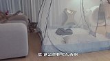 铲屎官买了个蚊帐，家里的猫咪好奇坏了，接下来忍住别笑