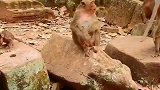 断手猴死了，公主经常殴打它的孩子，没妈的孩子很可怜