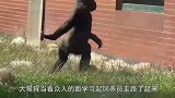 男子作死和猩猩洗澡，惹得猩猩野性大发，下秒意外发生