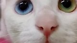 一只看起来非常蠢萌的异瞳仙猫