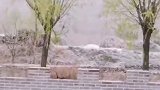 好家伙，春夏冬都来了是要开什么大会嘛？？ 北京下雪  娱乐播报台