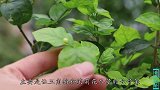 养三角梅和茉莉花，定期浇点这种水，早发芽早开花