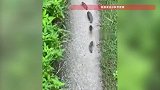 女子拍到小鱼“排排走”画面，一扭一摆在泥路上行进