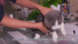 步教会你，如何给讨厌水的猫咪洗澡，干货教程