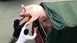 三百斤的猪差点逃跑, 两个人都按不住