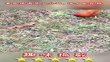 黄鼠狼遇见大公鸡，谁才能获胜