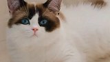 养猫的应该都深有体会吧 星探家 猫