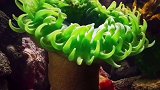 海葵没脑子，吃鱼不吐骨头，能活2000年海洋生物